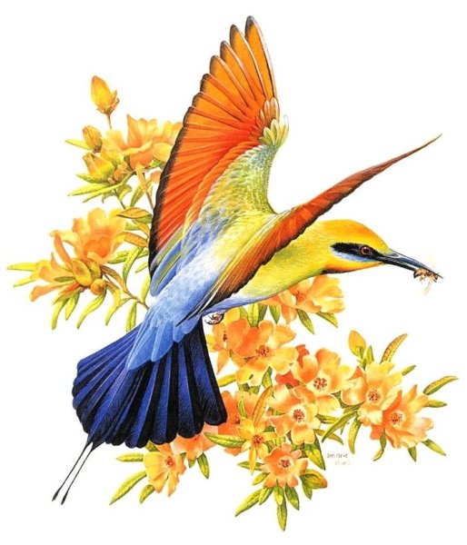 Райские птицы на прозрачном фоне