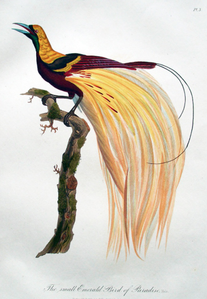 Райские птицы рисунки