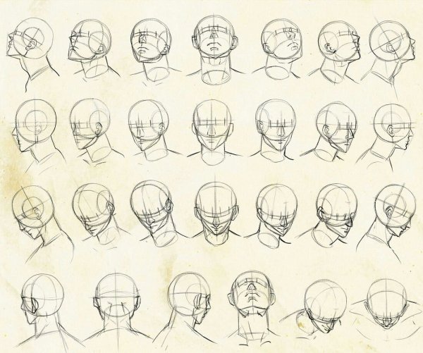 Голова сзади референс