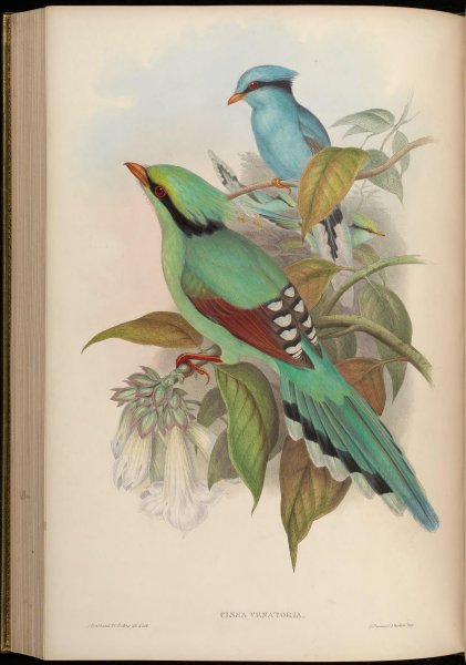 Картина птицы