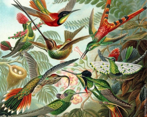 Чинара и Райские птицы иллюстрация