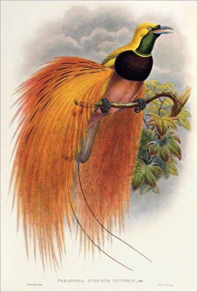 Геккель Эрнст Колибри