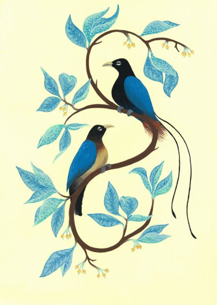 Райская птица раскраска