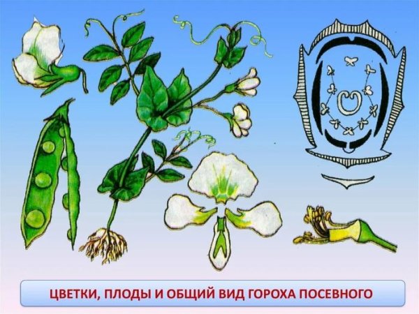 Горох посевной семейство крестоцветные