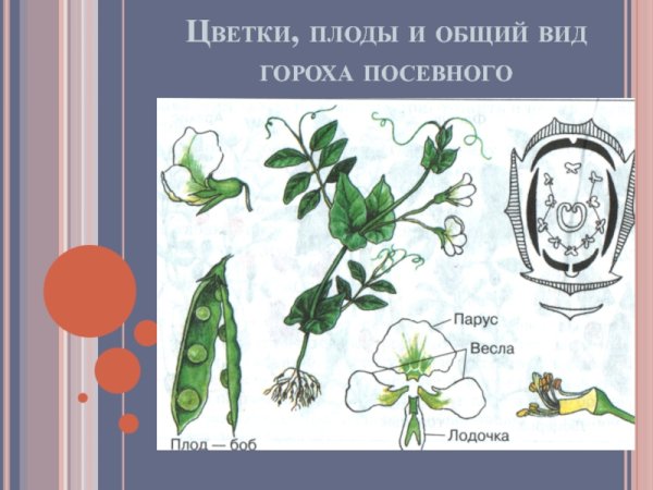 Семейство бобовые горох посевной