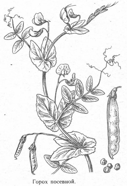 Горох посевной плод