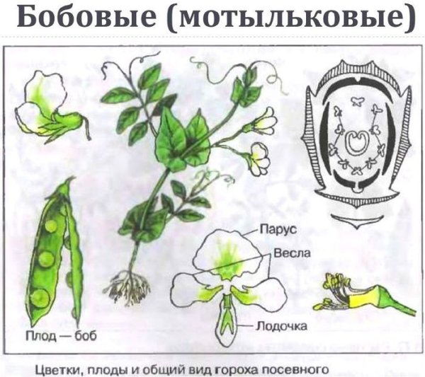 Диаграмма цветка гороха посевного