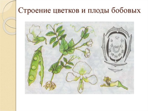 Семейство бобовые строение