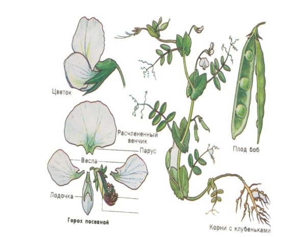Семейство Мотыльковые строение