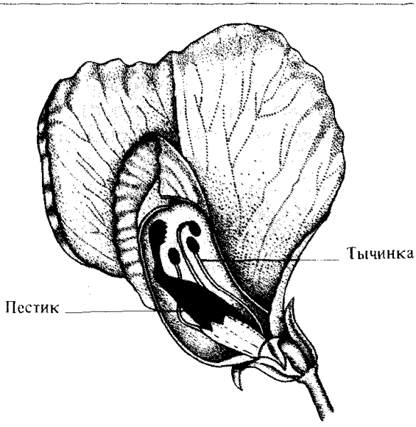 Горох посевной пестик