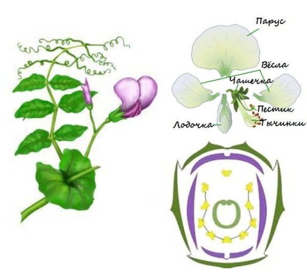 Формула и диаграмма цветка гороха посевного