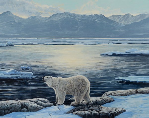 Арктика картина