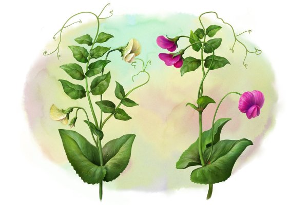 Душистый горошек