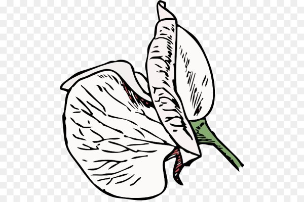 Черно белый горох растения