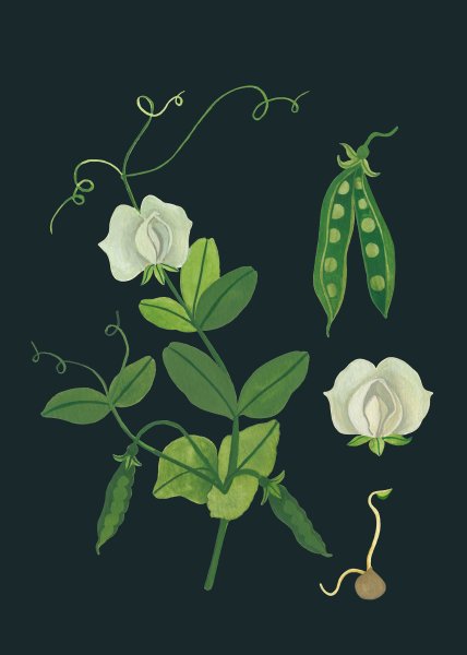 Цветок гороха