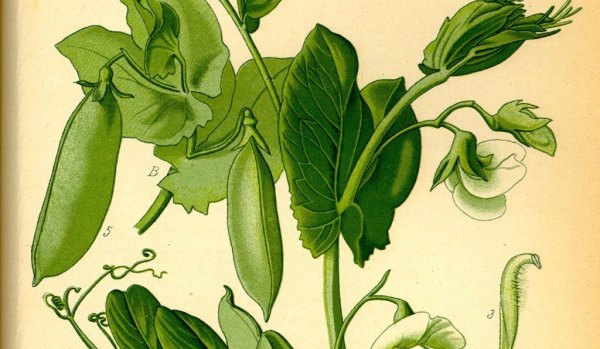 Стебель гороха посевного