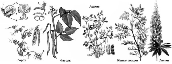 Бобовые Мотыльковые растения
