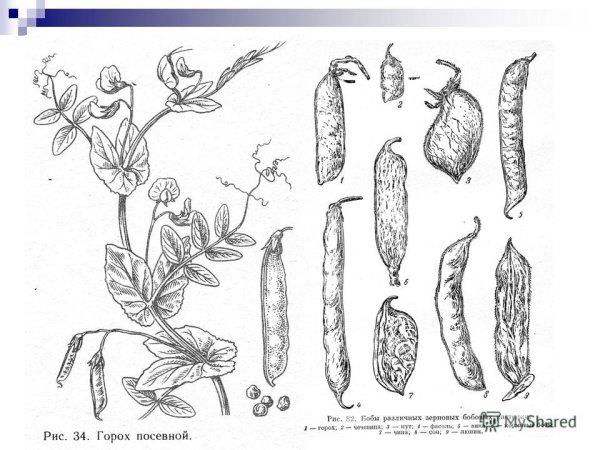 Семейство бобовые горох посевной