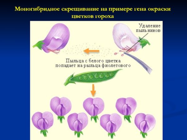 Моногибридное скрещивание примеры
