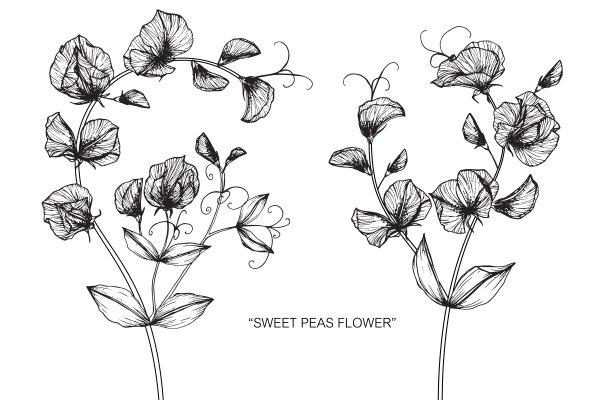 Душистый горошек раскраска