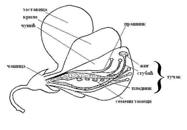 Строение цветка бобовых схема