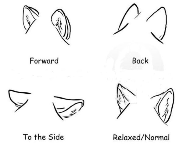 Кошачьи уши референс аниме