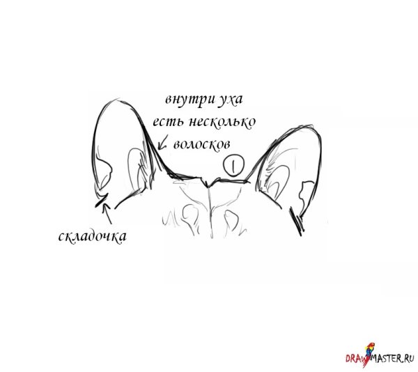Анатомия кошачьих ушей для рисования