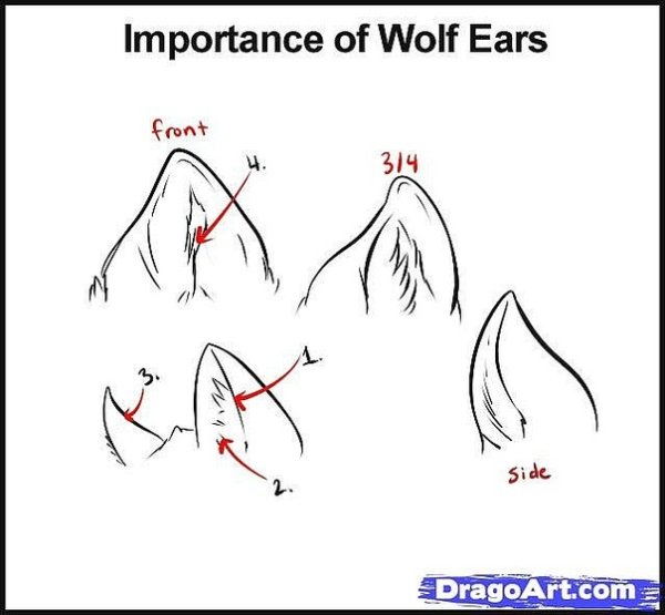 Уши волка референс