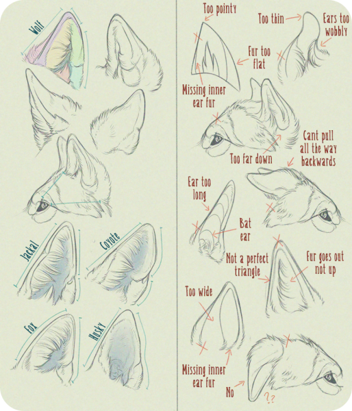Кошачьи уши референс сбоку