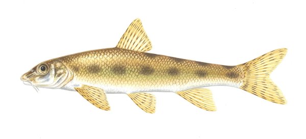 Рыба пескарь для детей