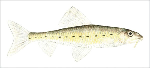 Белоперый пескарь