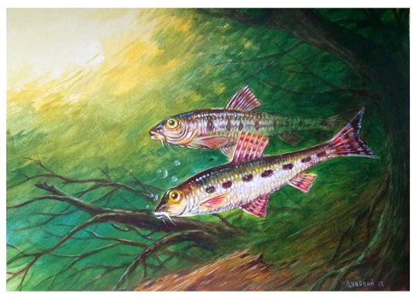 Карась пескарь Иванович