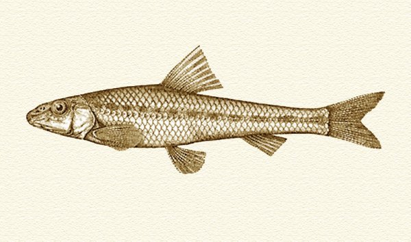 Белопёрый пескарь Romanogobio albipinnatus