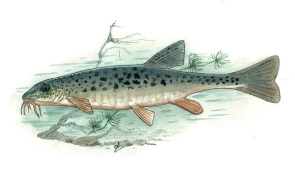 Ленский пескарь