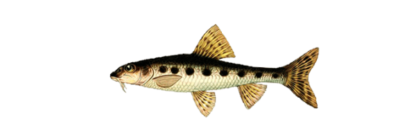 Пескарь на прозрачном фоне