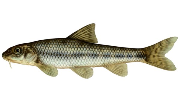 Пескарь на белом фоне