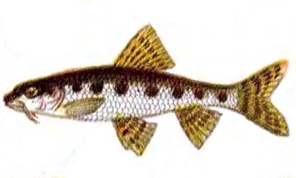 Пресного водоема про пескаря