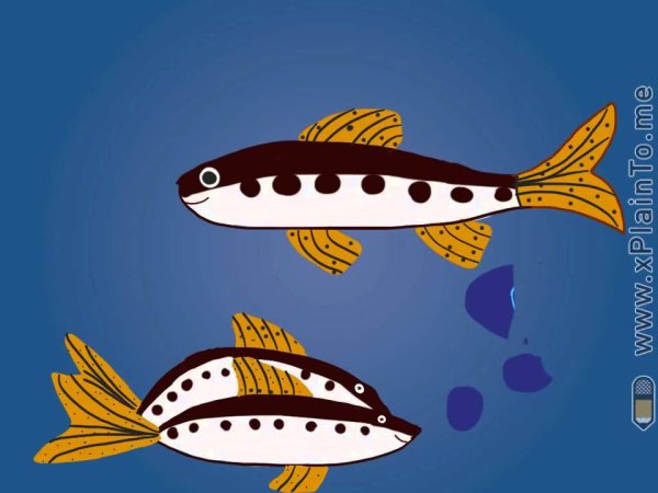 Кубанский длинноусый пескарь