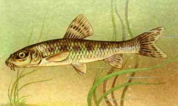 Пескарь без фона