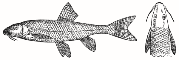 Рыба пескарь для детей