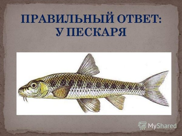 Ханкинский пескарь