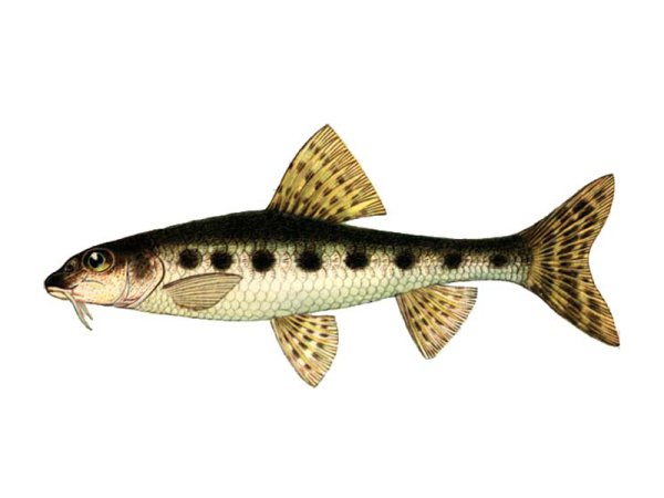 Пескарь с названием