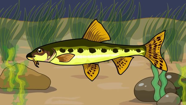 Лунтик пескарь Иванович