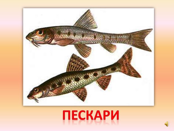 Сибирский пескарь