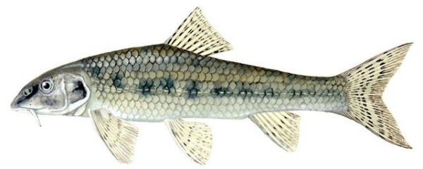 Пескарь черно белая