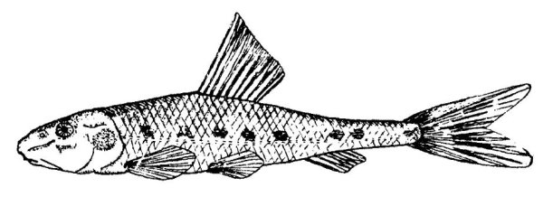 Советская энциклопедия рыба пескарь