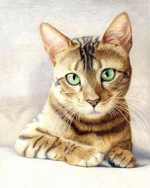 Бенгальский кот арт