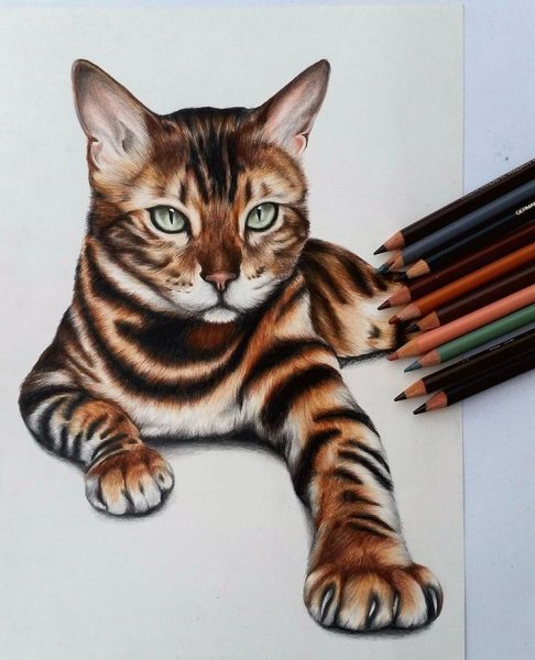 Бенгальский кот арт