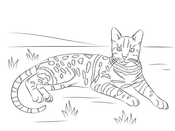 Раскраска бенгальский котенок