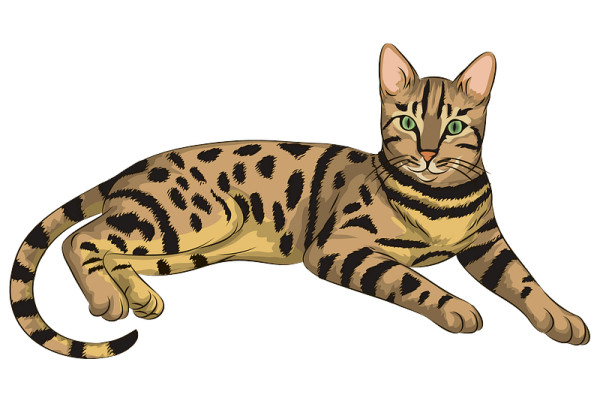 Бенгальский кот арт